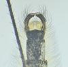 Aedes rusticus